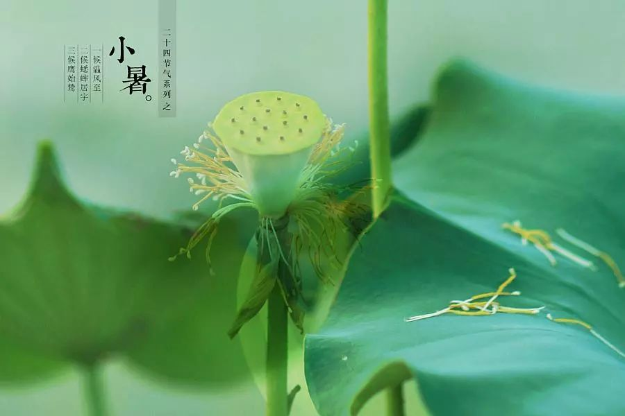 倏忽溫風(fēng)至，因循小暑來!