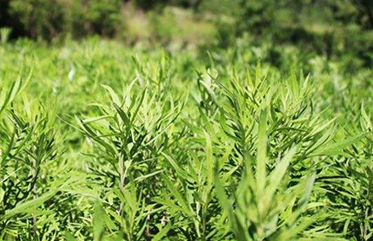 艾草艾葉在生活中有什么用途？